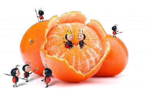 Bayer – Calendário